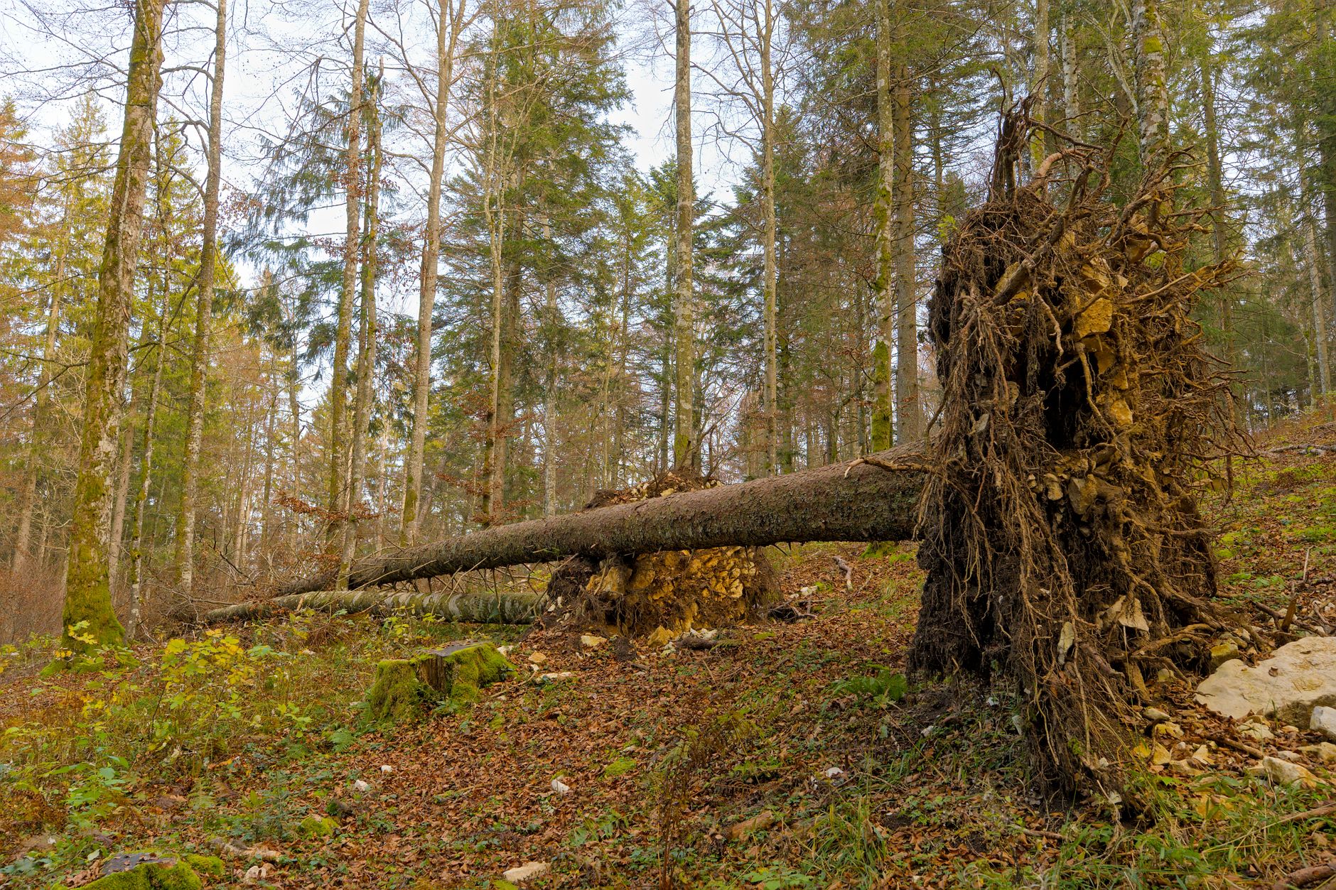 Enlèvement arbre urgence à Saint-Joseph